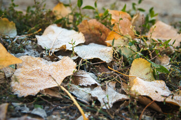 Fallen leaves on autumn frozen grass. Early frosts concept.