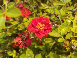 Obraz premium Red Rose Button Flower