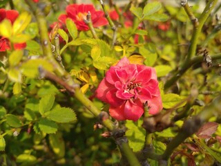 Fototapeta na wymiar Red Rose Button Flower