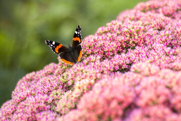 Butterfly sits on an beautiful flower.