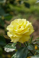 黄色のバラの花