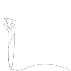 Tulip flower on white background. Vector illustration