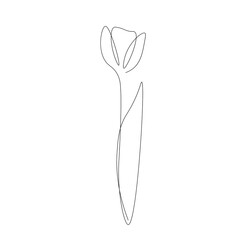 Tulip flower on white background. Vector illustration