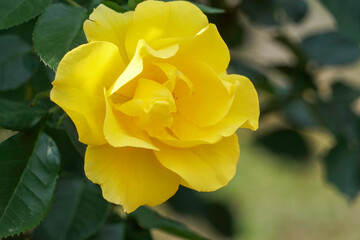 黄色のバラの花