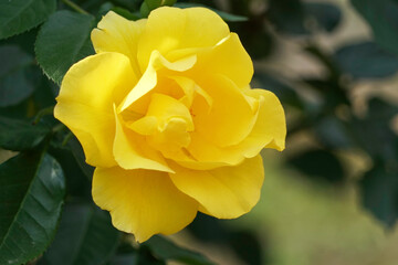 黄色のバラの花