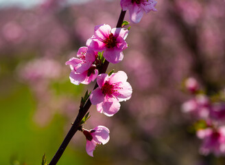 Blooming peach trees in early spring. High quality photo