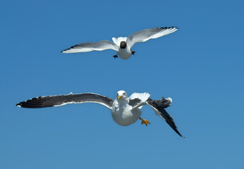 Kleine Mantelmeeuw, Lesser Black-backed Gull, Larus fuscus