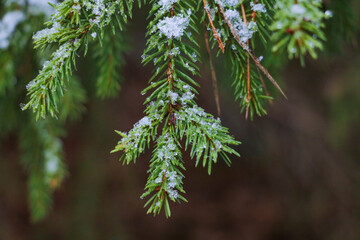 Fototapeta premium Young green spruce branch with snow.