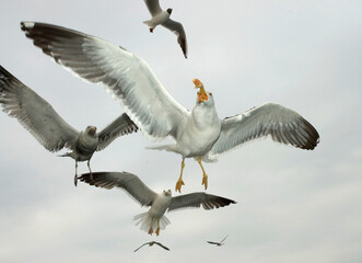 Kleine Mantelmeeuw, Lesser Black-backed Gull, Larus fuscus