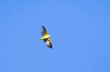 Wielewaal, Golden Oriole, Oriolus oriolus