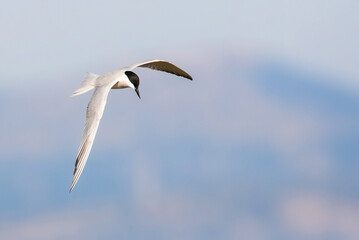 Gull-billed Tern, Gelochelidon nilotica