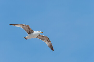 Obraz premium Yellow-legged Gull, Larus michahellis michahellis