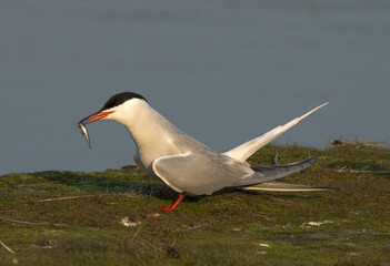Common Tern, Visdief, Sterna hirundo