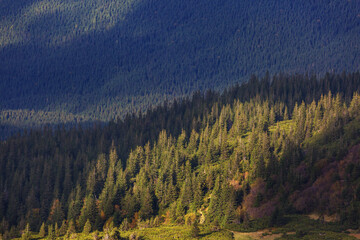 Forest in mountains