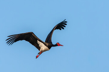 Black Stork, Ciconia nigra