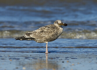 Herring Gull, Zilvermeeuw, Larus argentatus