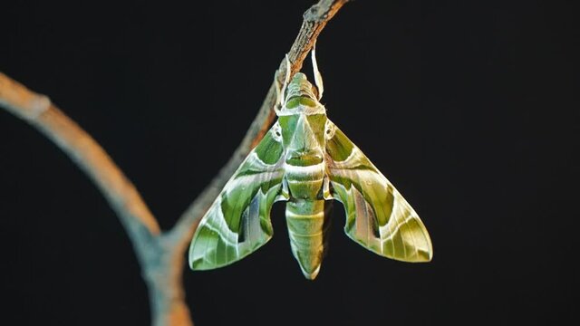 Vdo. view of a new born Oleander Hawk-Moth (Daphnis nerii) perching on dry branch with black background.