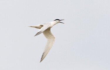 Grote Stern, Sandwich Tern, Thalasseus sandvicensis