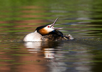 Fuut, Great Crested Grebe, Podiceps cristatus