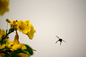 Close-up of insect bee is flying to sucking honey from yellow flower in plant