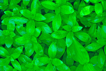 Fototapeta na wymiar New buds natural texture green fresh background