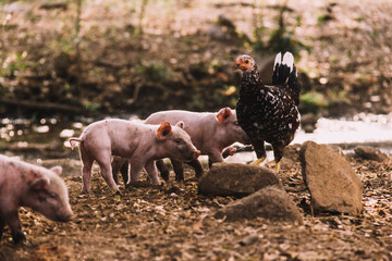 Gallina y cerdos beb&eacute; caminando en granja	