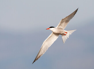 Common Tern, Sterna hirundo