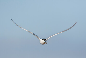 Grote stern, Sandwich Tern, Sterna sandvicensis