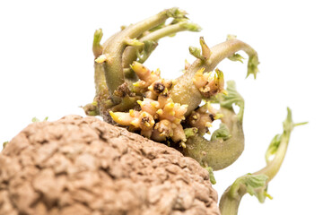 Old wrinckled Potato with green sproutsOld wrinkled Potato with green sprouts on white background