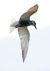 Witwangstern, Whiskered Tern, Chlidonias hybrida