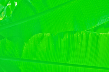The leaves of the banana tree texture background