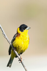 Black-headed Bunting, Emberiza melanocephala