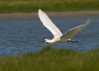 Eurasian Spoonbill, Lepelaar, Platalea leucorodia
