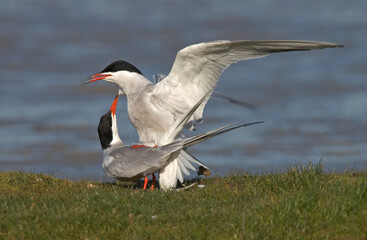 Common Tern, Visdief, Sterna hirundo
