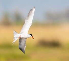 Common Tern, Sterna hirundo