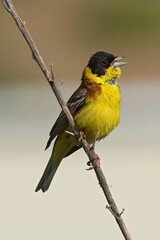 Black-headed Bunting; Zwartkopgors; Emberiza melanocephala