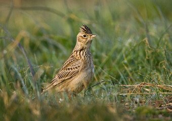 Veldleeuwerik, Eurasian Skylark, Alauda arvensis