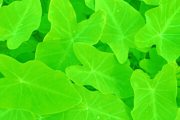 Colocasia top view leaf texture background.