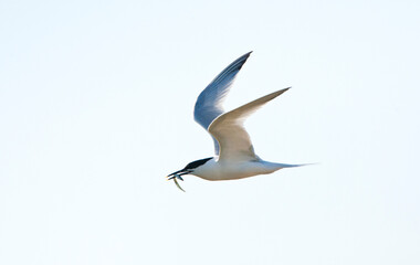 Grote stern, Sandwich Tern, Sterna sandvicensis