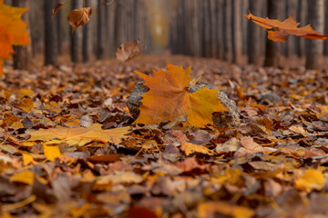 In autumn the leaves turn yellow and then fall