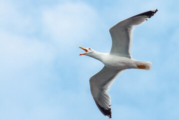 Yellow-legged Gull, Larus michahellis michahellis