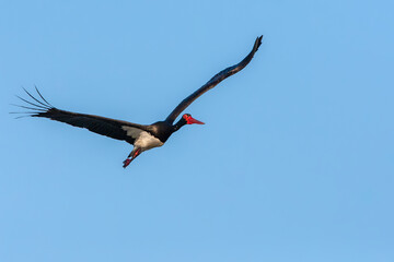 Black Stork, Ciconia nigra