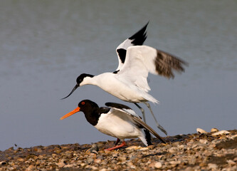 Scholekster en Kluut, Eurasian Oystercatcher and Pied Avocet, Haematopus ostralegus and Recurvirostra avosetta