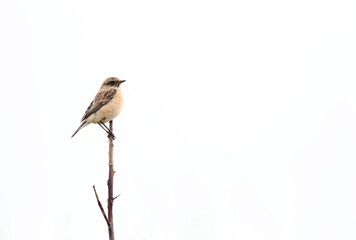 Siberian Stonechat, Saxicola maurus