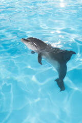 Obraz premium view of nice bottle nose dolphin swimming in blue crystal water