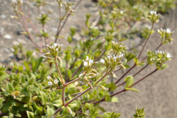 植物・オランダミミナグサ　ナデシコ科