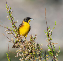 Black-headed Bunting, Emberiza melanocephala