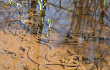 アズマヒキガエルの卵