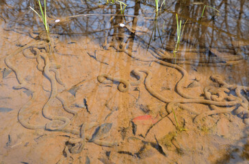 アズマヒキガエルの卵