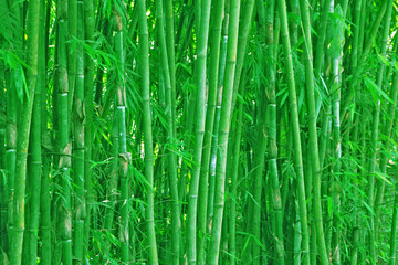Bamboo garden pattern texture background.